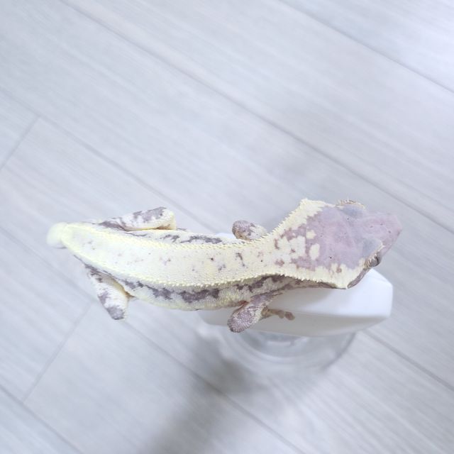 릴리화이트 프라푸치노