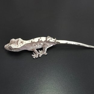 세이블 아잔틱