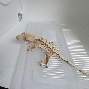 트라이 익스트림할리퀸