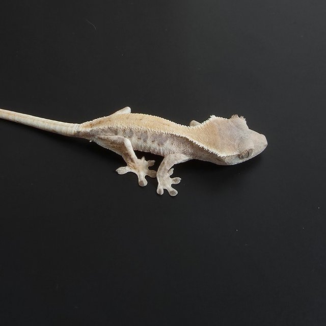 릴리 세이블 100%헷아잔틱