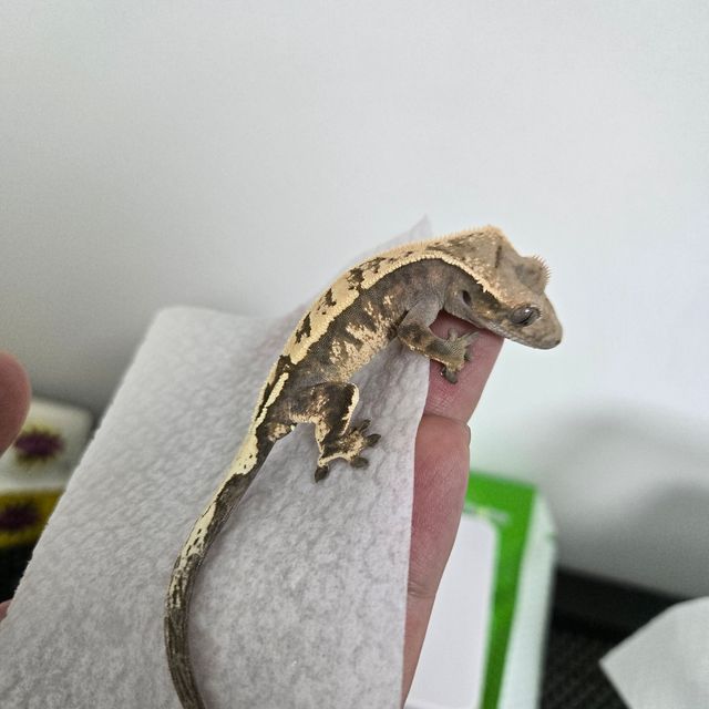 세이블