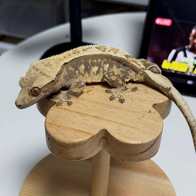 노멀 할리퀸