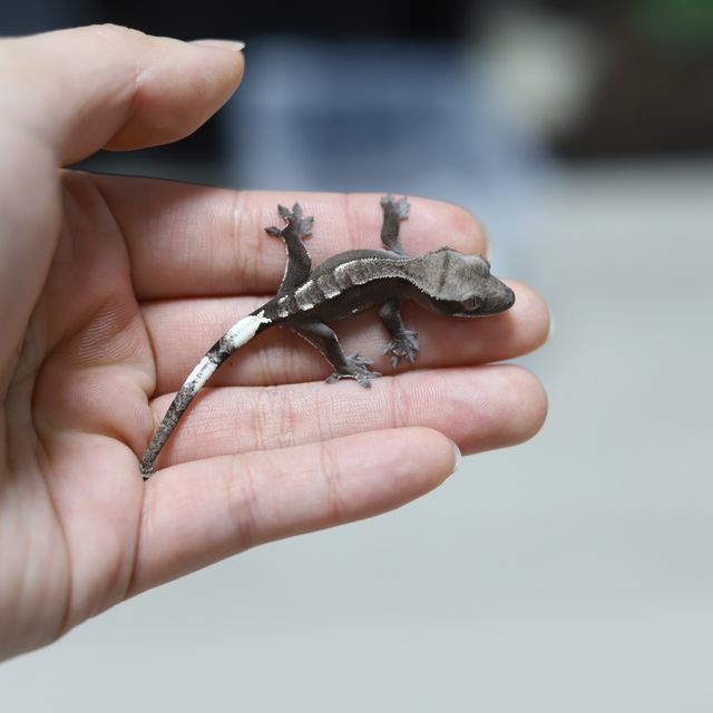아잔틱