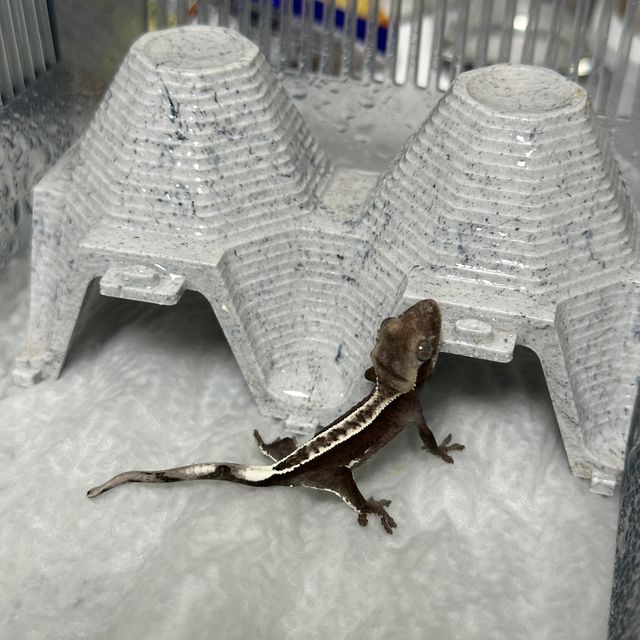 풀핀 아잔틱