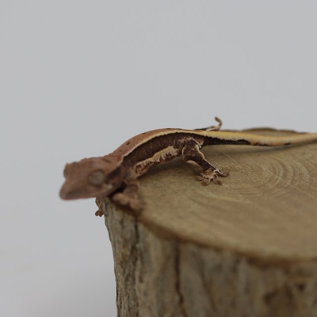 릴리100%헷아잔틱