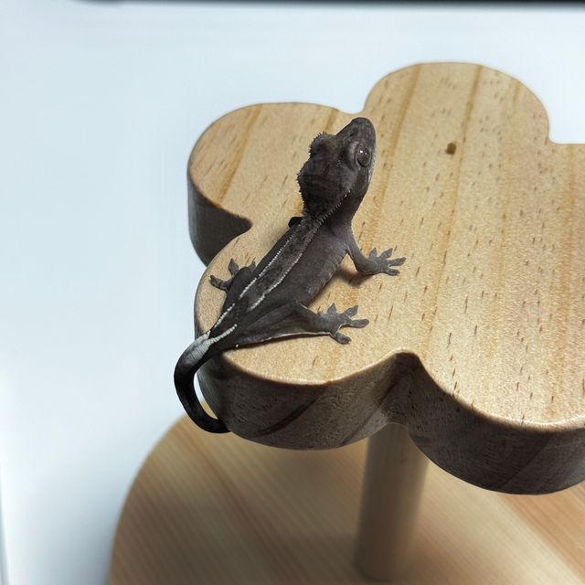 아잔틱