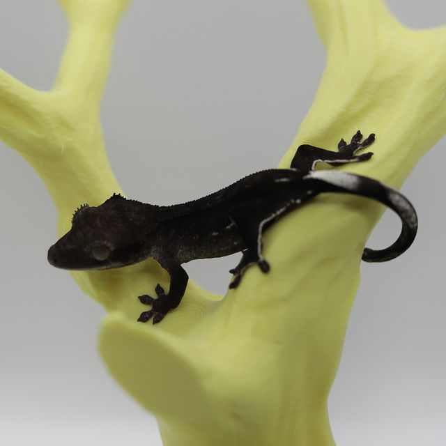 아잔틱 패턴리스 팬텀