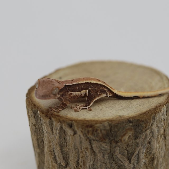 릴리100%헷아잔틱