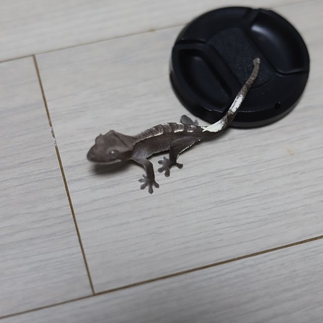 아잔틱