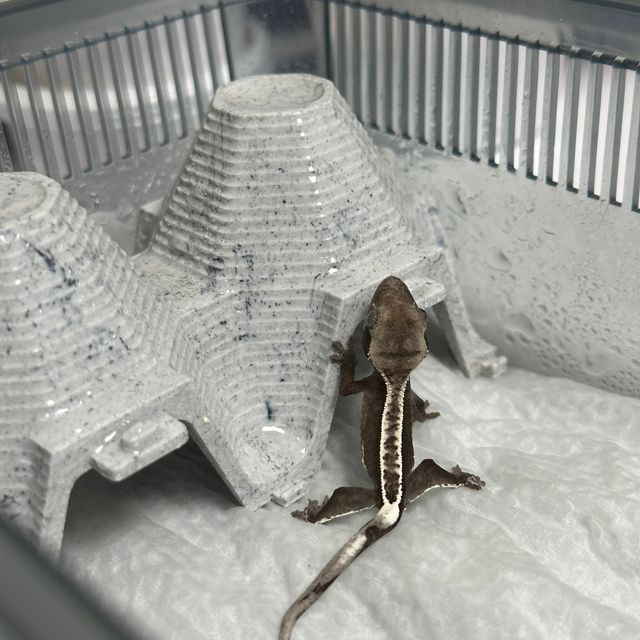 풀핀 아잔틱