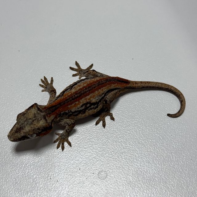 노멀 레드 스트라이프