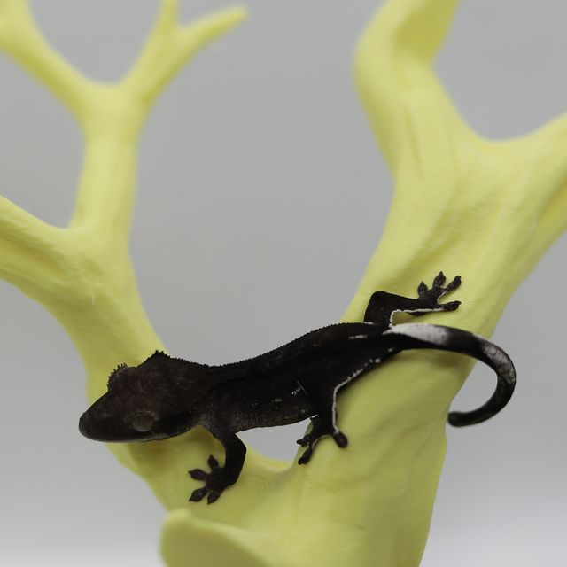 아잔틱 패턴리스 팬텀