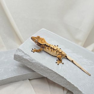 노멀 트라이 익스트림할리퀸 화이트스팟 텐저린 드리피