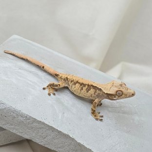 노멀 화이트스팟 드리피 익스트림할리퀸 트라이 텐저린