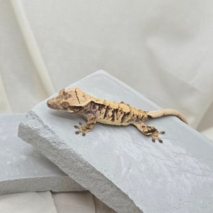 노멀 트라이 익스트림할리퀸 화이트스팟 텐저린 드리피