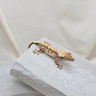 노멀 트라이 익스트림할리퀸 화이트스팟 드리피 텐저린