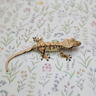 노멀 트라이 익스트림할리퀸 화이트스팟 드리피 텐저린