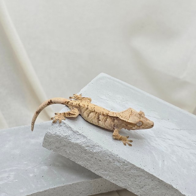 노멀 트라이 드리피 화이트스팟 텐저린 익스트림할리퀸