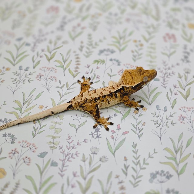 노멀 트라이 익스트림할리퀸 화이트스팟 텐저린 드리피