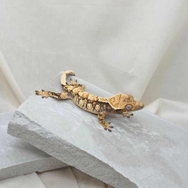 노멀 트라이 드리피 익스트림할리퀸 화이트스팟 텐저린