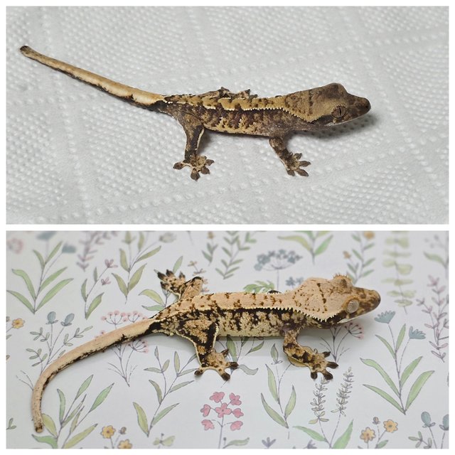 노멀 트라이 익스트림할리퀸 화이트스팟 드리피 텐저린