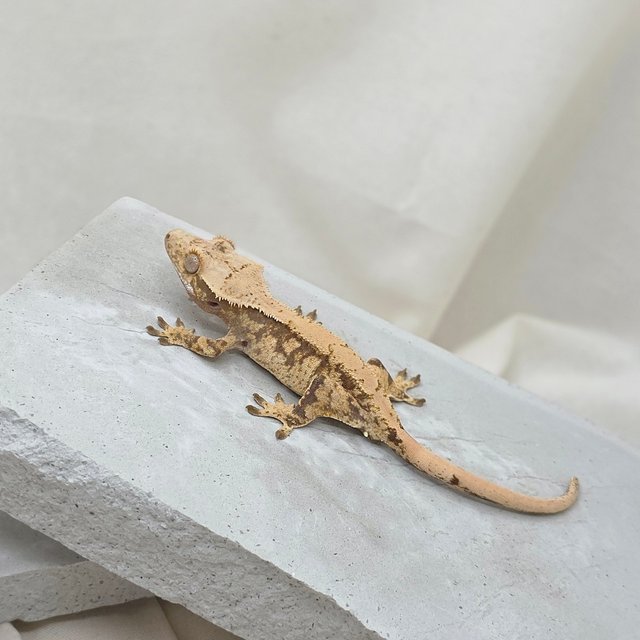 노멀 화이트스팟 드리피 익스트림할리퀸 트라이 텐저린