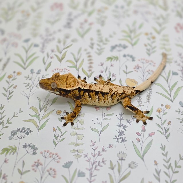 노멀 트라이 익스트림할리퀸 화이트스팟 텐저린 드리피