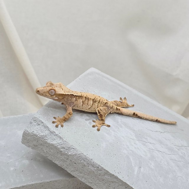 노멀 트라이 드리피 화이트스팟 텐저린 익스트림할리퀸