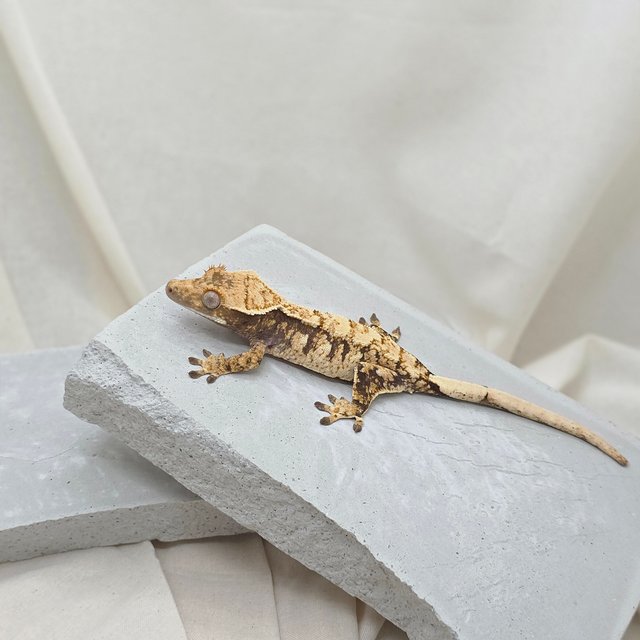 노멀 트라이 드리피 익스트림할리퀸 화이트스팟 텐저린