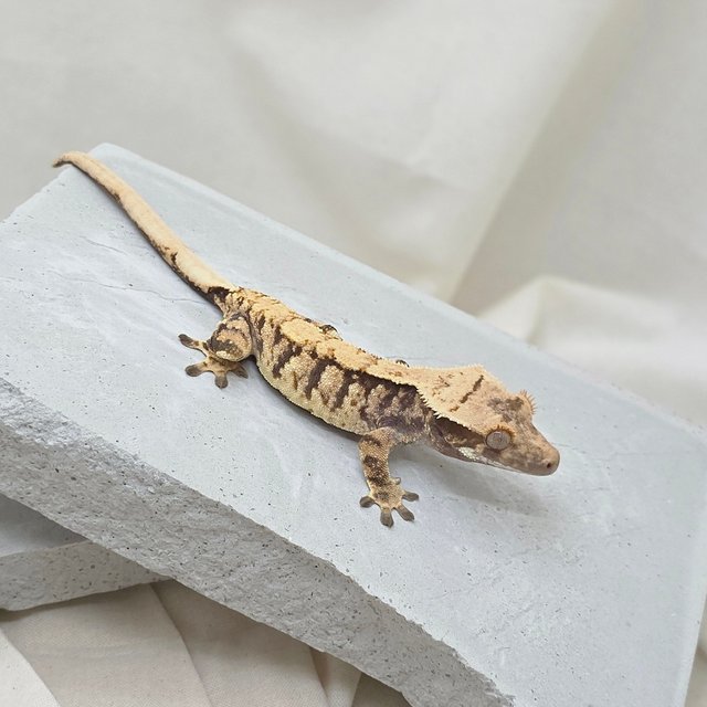 노멀 트라이 익스트림할리퀸 화이트스팟 텐저린 드리피