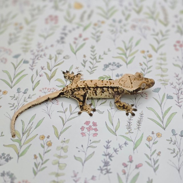 노멀 트라이 익스트림할리퀸 화이트스팟 드리피 텐저린