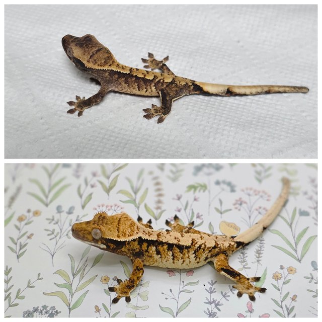 노멀 트라이 익스트림할리퀸 화이트스팟 텐저린 드리피