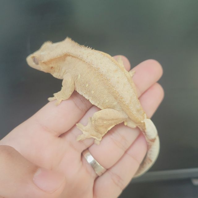 벅스킨 옐로우 화이트스팟