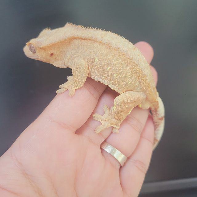 벅스킨 옐로우 화이트스팟
