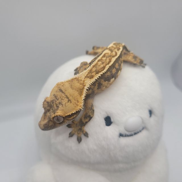 트라이