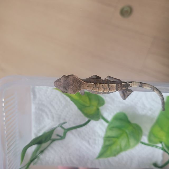 세이블