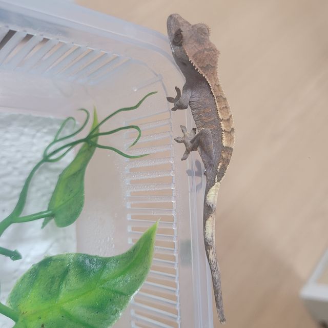 세이블