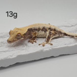 릴리100%헷아잔틱