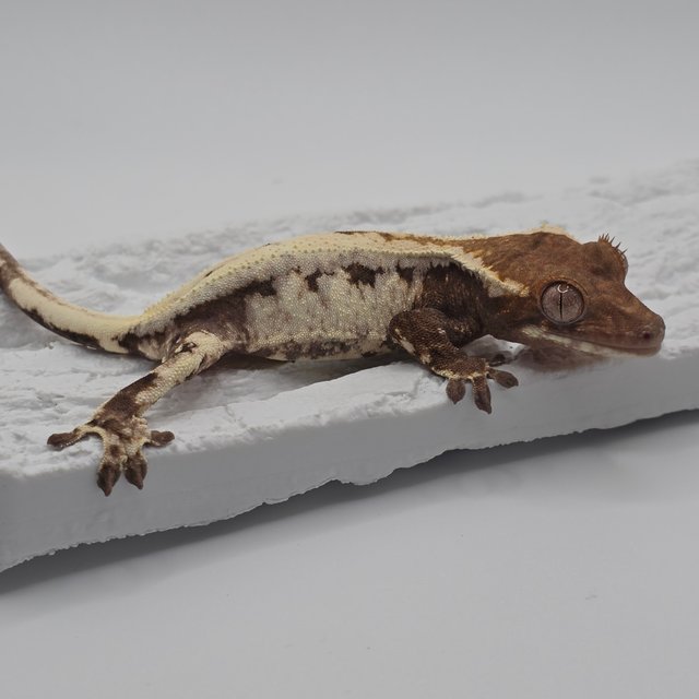 100%헷아잔틱 릴리 세이블