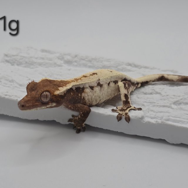 100%헷아잔틱 릴리 세이블