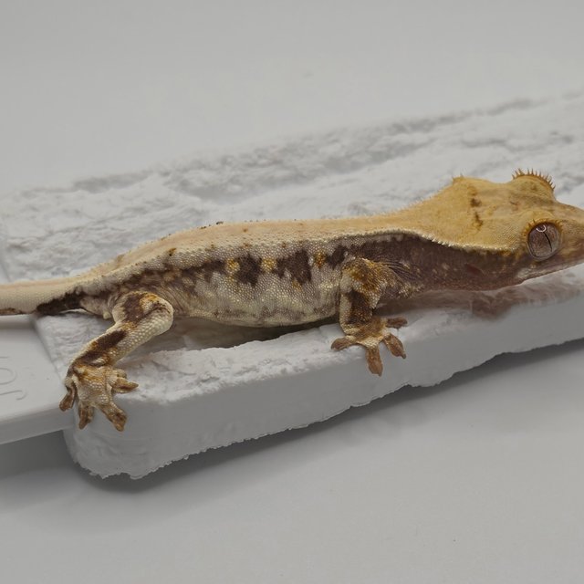 릴리100%헷아잔틱