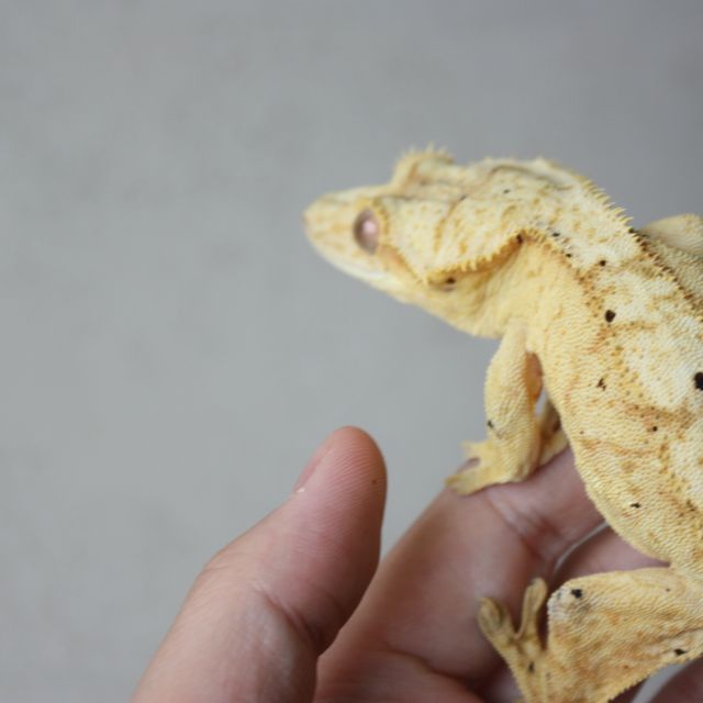 달마시안 옐로우