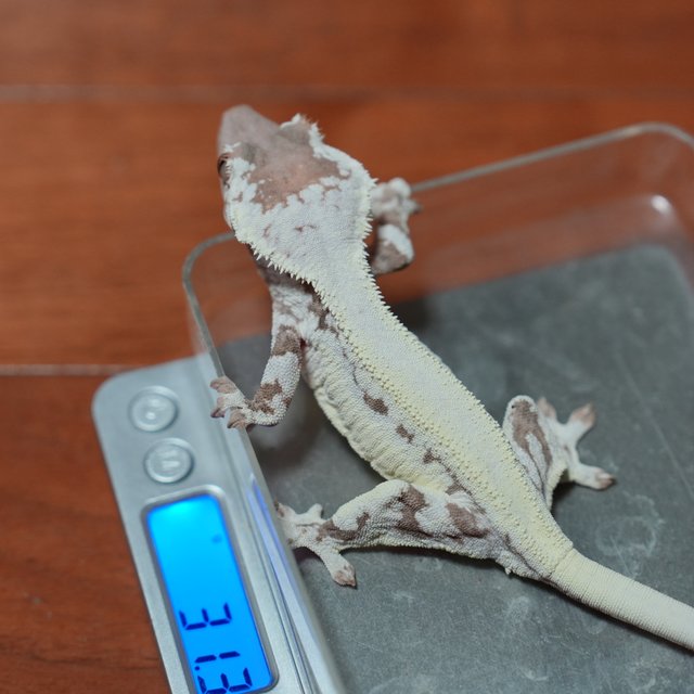 프라푸치노 풀핀