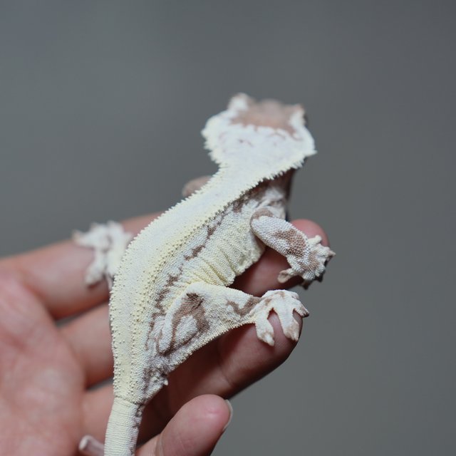 프라푸치노 풀핀