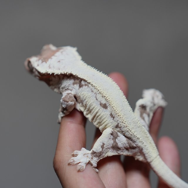 프라푸치노 풀핀