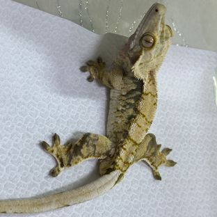 트라이
