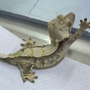 트라이