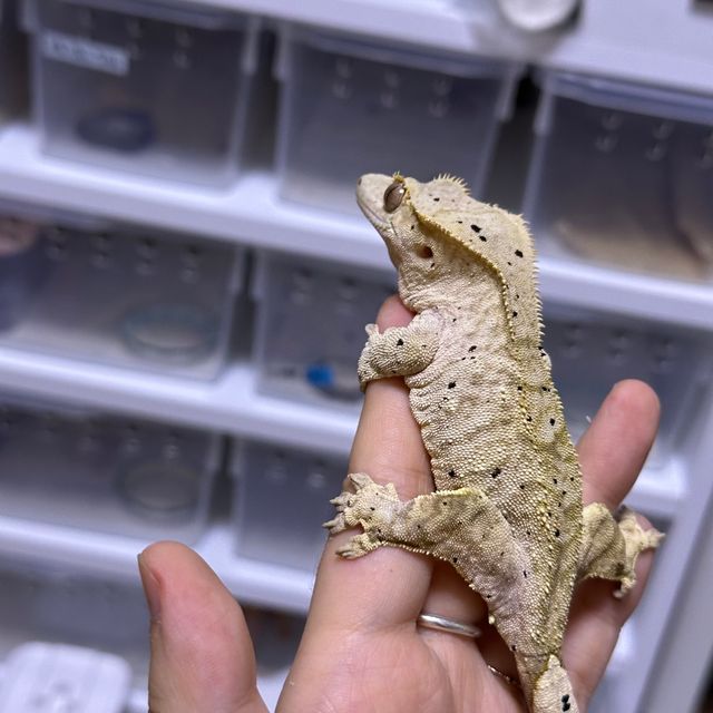 달마시안