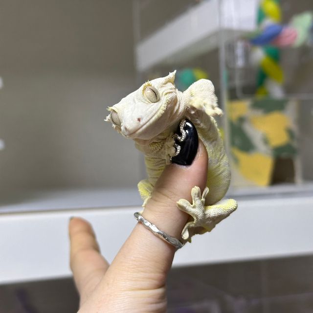 릴리화이트 팬텀 크림시클