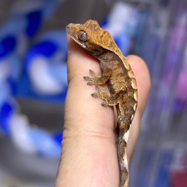 세이블